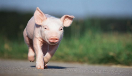 養(yǎng)“豬”的江湖時(shí)代,離不開(kāi)歐姆龍繼電器技術(shù)支持